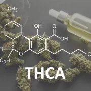 Understanding THCA: A Complete Overview - Daily Live Tech